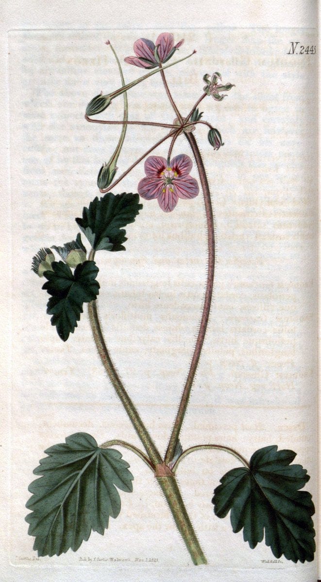 Curtis's botanical magazine. London ; New York [etc.] :Academic Press [etc.]. | "Botanical illustration" Botany Periodicals "Pictorial works" "Plants, Ornamental"  | Vintage Print Reproduction 456946