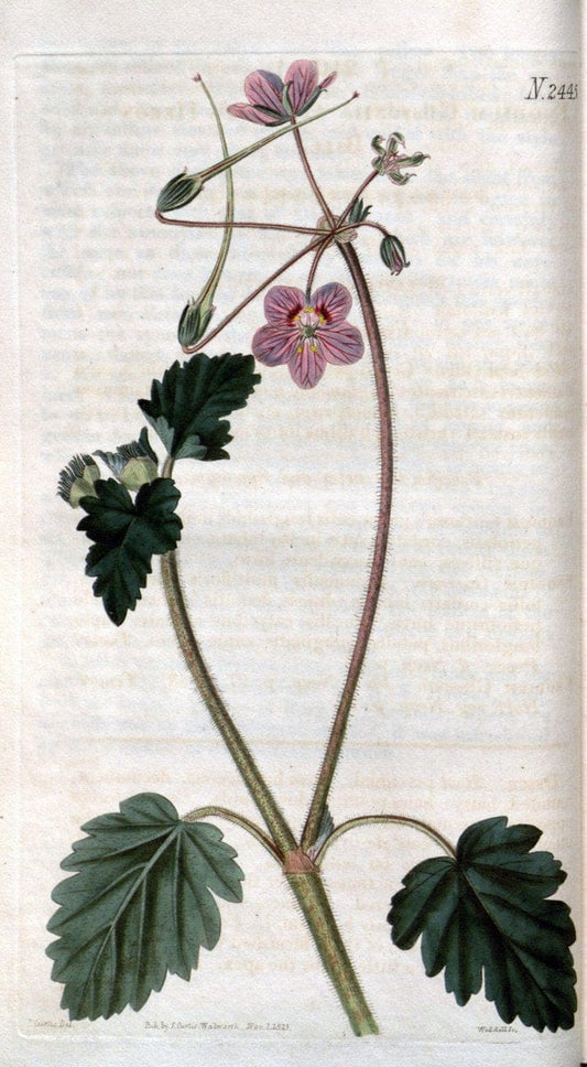 Curtis's botanical magazine. London ; New York [etc.] :Academic Press [etc.]. | "Botanical illustration" Botany Periodicals "Pictorial works" "Plants, Ornamental"  | Vintage Print Reproduction 456946