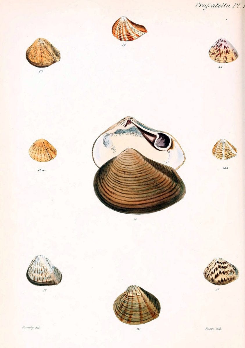 Conchologia iconica, or, Illustrations of the shells of molluscous animals. v.1London :Reeve, Brothers,1843-1878. | Mollusks "Pictorial works" Shells  | Vintage Print Reproduction 456947