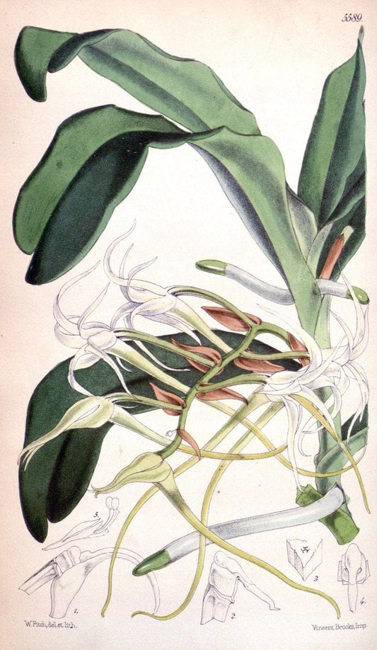 Curtis's botanical magazine. London ; New York [etc.] :Academic Press [etc.]. | "Botanical illustration" Botany Periodicals "Pictorial works" "Plants, Ornamental"  | Vintage Print Reproduction 456948