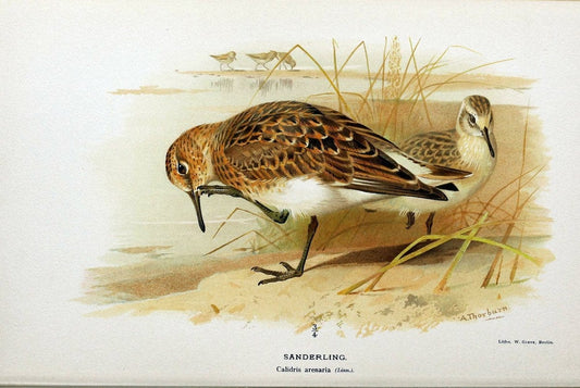Coloured figures of the birds of the British Islands / issued by Lord Lilford. London :R | Birds "Great Britain" "Pictorial works"  | Vintage Print Reproduction 456949