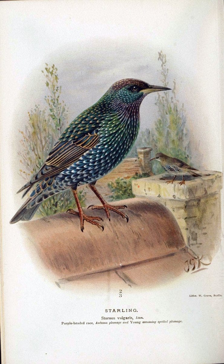 Coloured figures of the birds of the British Islands / issued by Lord Lilford. London :R | 59.82(42) Birds "Great Britain" "Pictorial works"  | Vintage Print Reproduction 456950