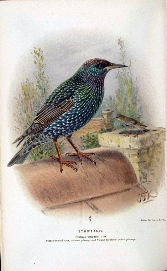 Coloured figures of the birds of the British Islands / issued by Lord Lilford. London :R | 59.82(42) Birds "Great Britain" "Pictorial works"  | Vintage Print Reproduction 456950