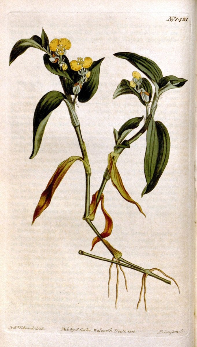 Curtis's botanical magazine..London ;New York [etc.] :Academic Press [etc.]. |  | Vintage Print Reproduction 456951