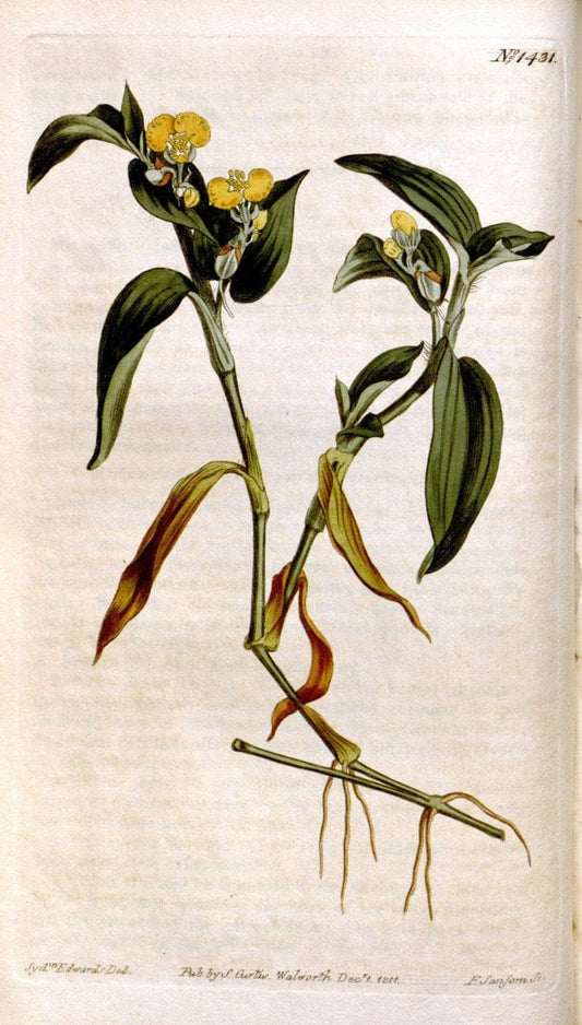 Curtis's botanical magazine..London ;New York [etc.] :Academic Press [etc.]. |  | Vintage Print Reproduction 456951