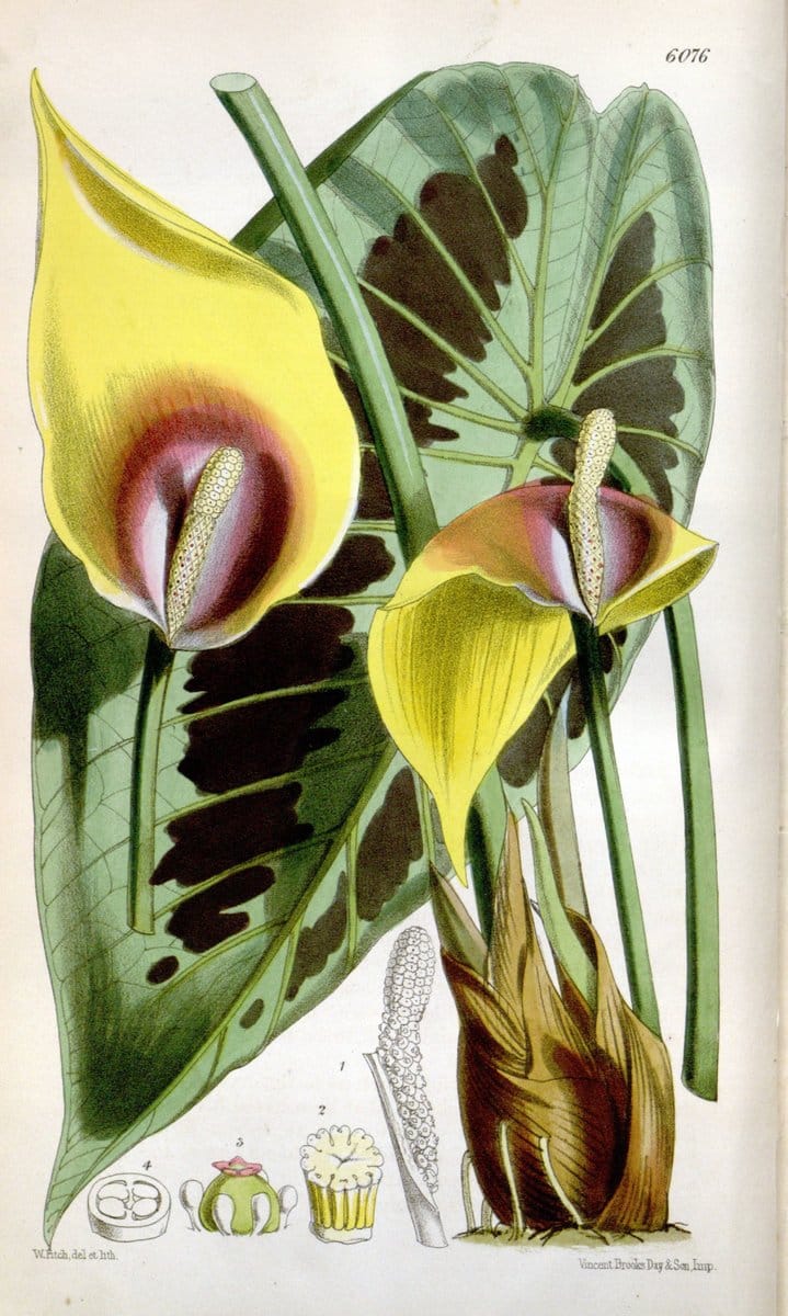 Curtis's botanical magazine. London ; New York [etc.] :Academic Press [etc.]. | "Botanical illustration" Botany Periodicals "Pictorial works" "Plants, Ornamental"  | Vintage Print Reproduction 456952