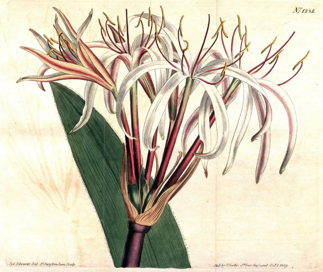 Curtis's botanical magazine. London ; New York [etc.] :Academic Press [etc.]. | "Botanical illustration" Botany Periodicals "Pictorial works" "Plants, Ornamental"  | Vintage Print Reproduction 456953