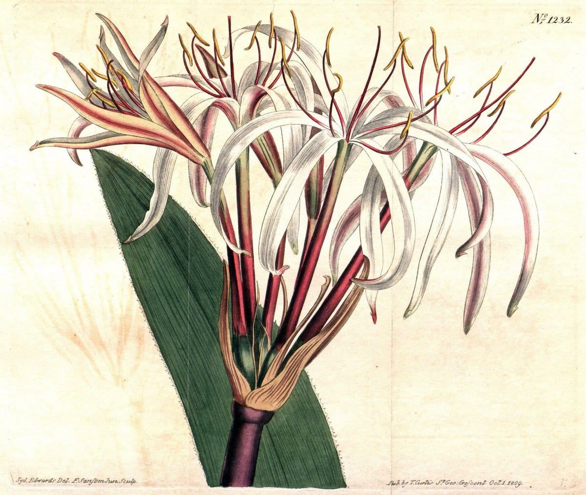 Curtis's botanical magazine. London ; New York [etc.] :Academic Press [etc.]. | "Botanical illustration" Botany Periodicals "Pictorial works" "Plants, Ornamental"  | Vintage Print Reproduction 456953