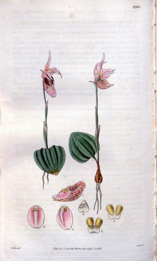 Curtis's botanical magazine..London ;New York [etc.] :Academic Press [etc.]. |  | Vintage Print Reproduction 456954
