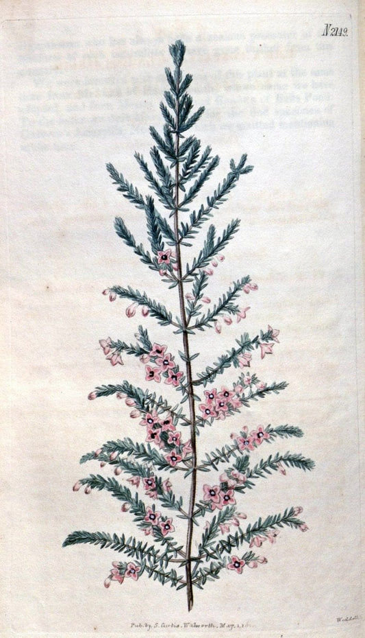 Curtis's botanical magazine. London ; New York [etc.] :Academic Press [etc.]. | "Botanical illustration" Botany Periodicals "Pictorial works" "Plants, Ornamental"  | Vintage Print Reproduction 456955