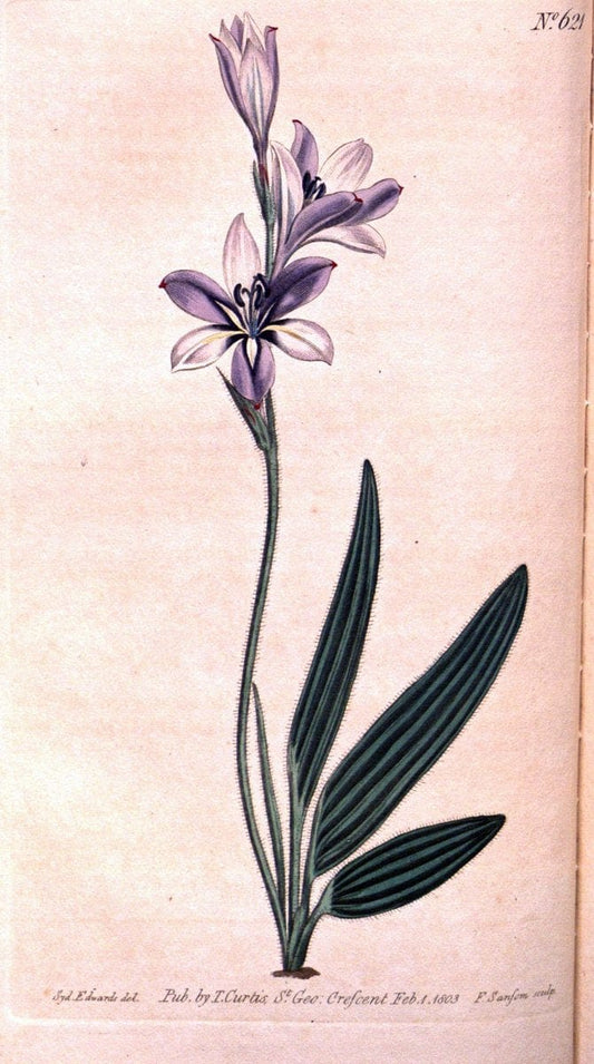 Curtis's botanical magazine. London ;New York [etc.] :Academic Press [etc.]. | Botany Periodicals "Pictorial works"  | Vintage Print Reproduction 456956