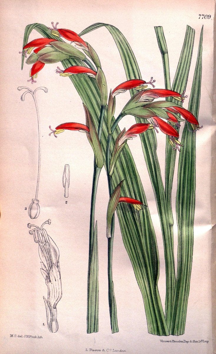 Curtis's botanical magazine. London ;New York [etc.] :Academic Press [etc.]. | Botany Periodicals "Pictorial works"  | Vintage Print Reproduction 456957