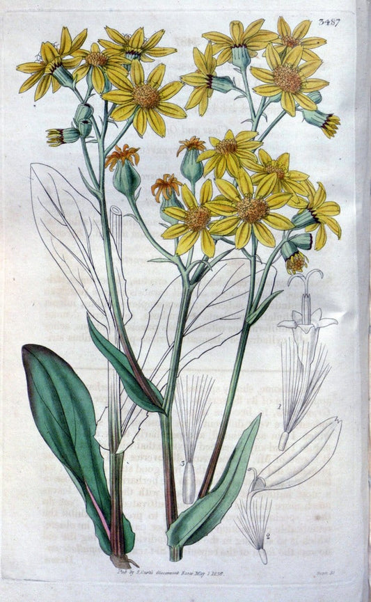 Curtis's botanical magazine. London ;New York [etc.] :Academic Press [etc.]. | Botany Periodicals "Pictorial works"  | Vintage Print Reproduction 456958