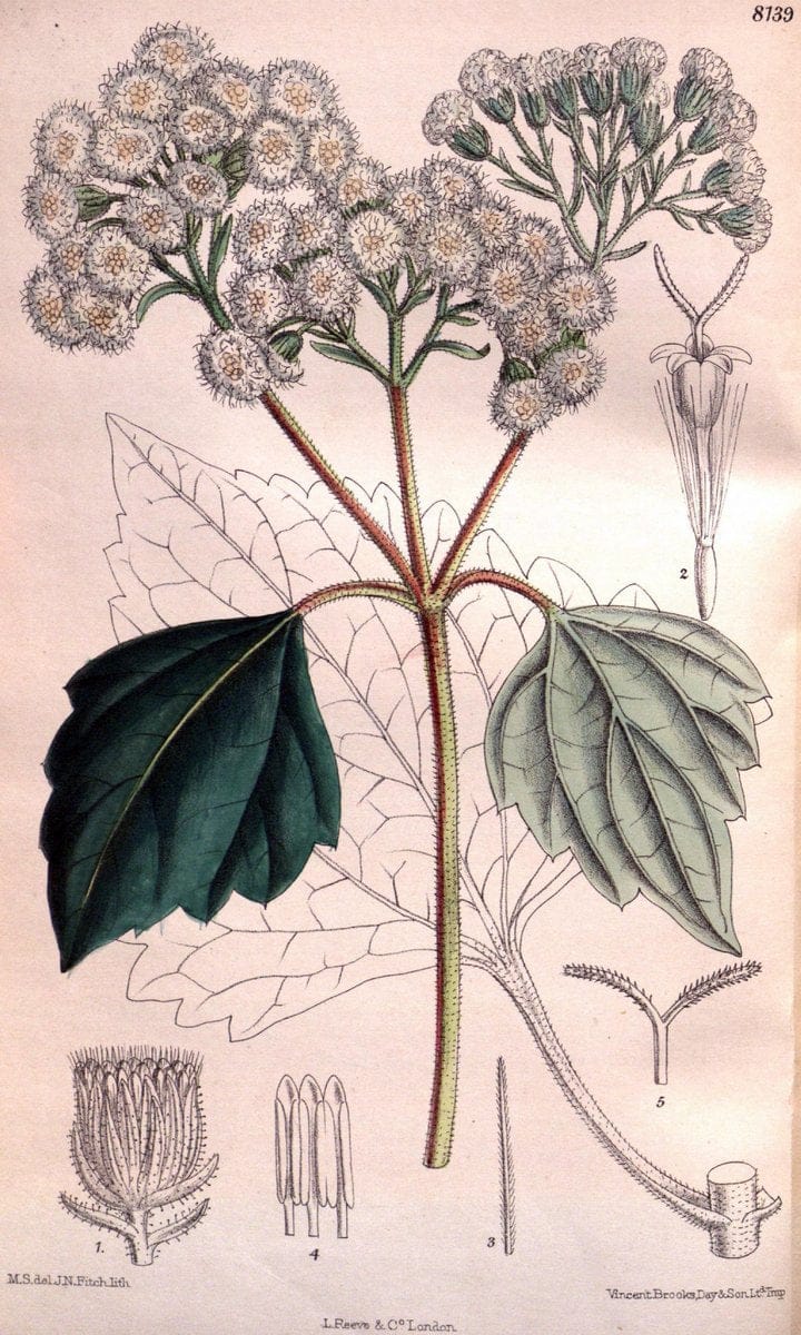 Curtis's botanical magazine. London ;New York [etc.] :Academic Press [etc.]. | Botany Periodicals "Pictorial works"  | Vintage Print Reproduction 456959