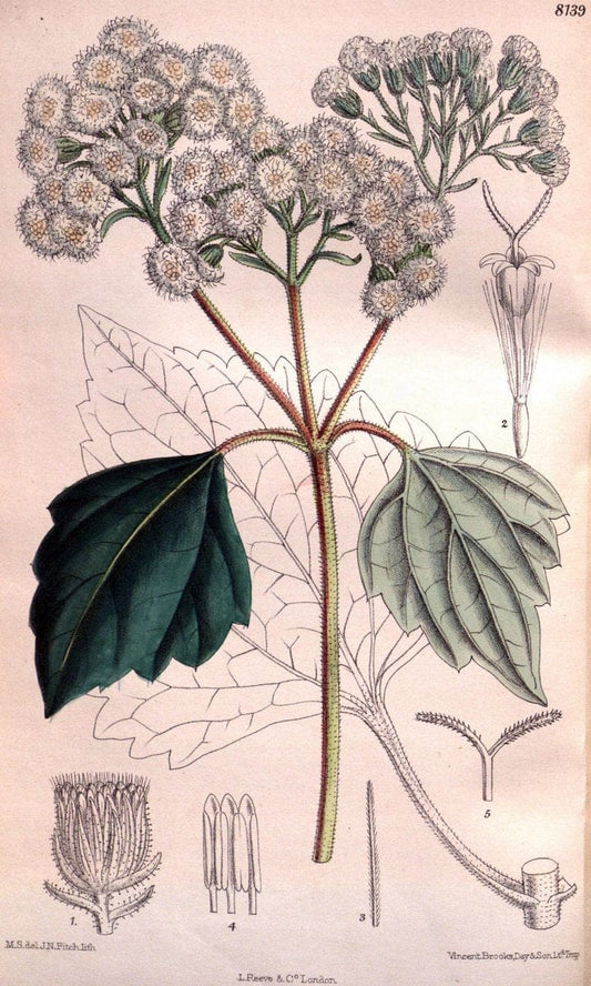 Curtis's botanical magazine. London ;New York [etc.] :Academic Press [etc.]. | Botany Periodicals "Pictorial works"  | Vintage Print Reproduction 456959