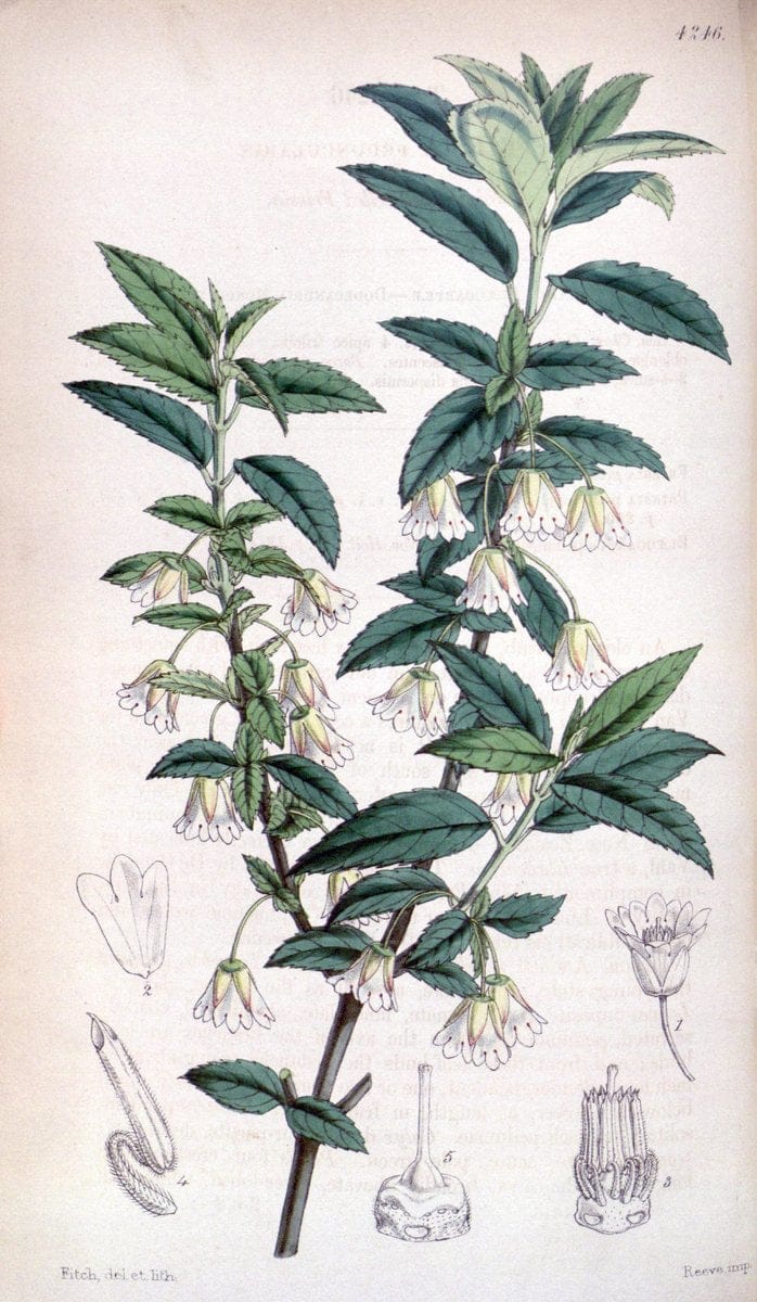 Curtis's botanical magazine. London ;New York [etc.] :Academic Press [etc.]. | Botany Periodicals "Pictorial works"  | Vintage Print Reproduction 456960