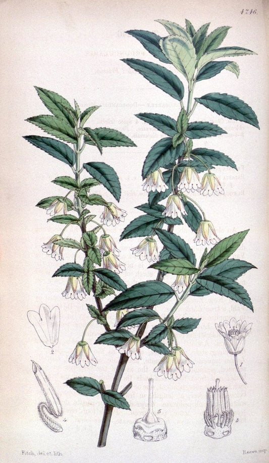 Curtis's botanical magazine. London ;New York [etc.] :Academic Press [etc.]. | Botany Periodicals "Pictorial works"  | Vintage Print Reproduction 456960