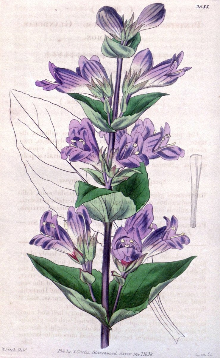 Curtis's botanical magazine. London ;New York [etc.] :Academic Press [etc.]. | Botany Periodicals "Pictorial works"  | Vintage Print Reproduction 456961