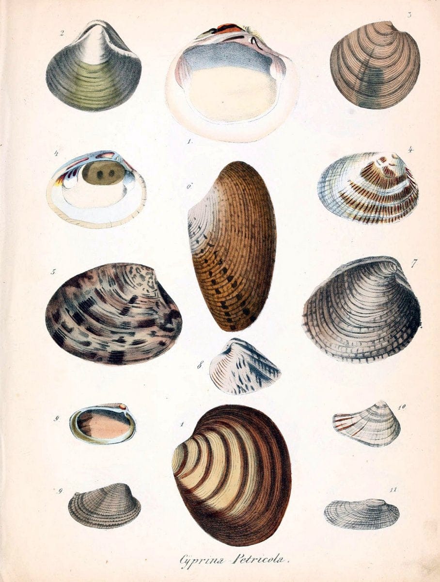 Conchylienbuch, oder, Allgemeine und besondere Naturgeschichte der Muscheln und Schnecke | Mollusks "Pictorial works"  | Vintage Print Reproduction 456962