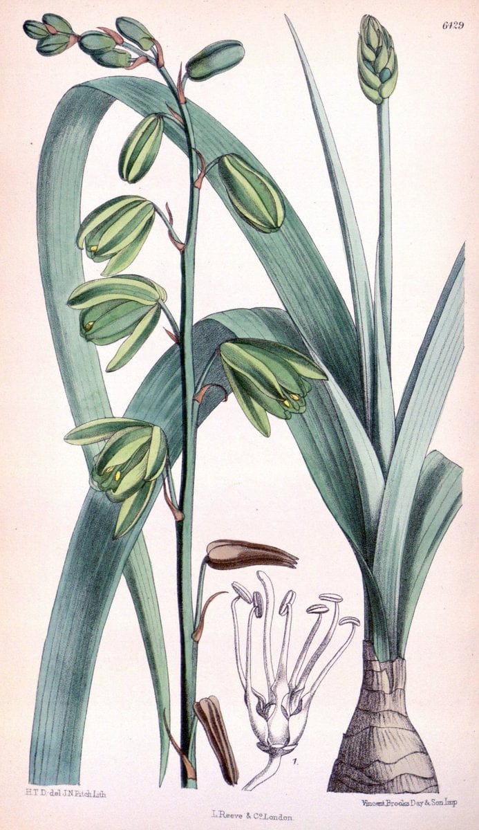 Curtis's botanical magazine. London ; New York [etc.] :Academic Press [etc.]. | "Botanical illustration" Botany Periodicals "Pictorial works" "Plants, Ornamental"  | Vintage Print Reproduction 456963