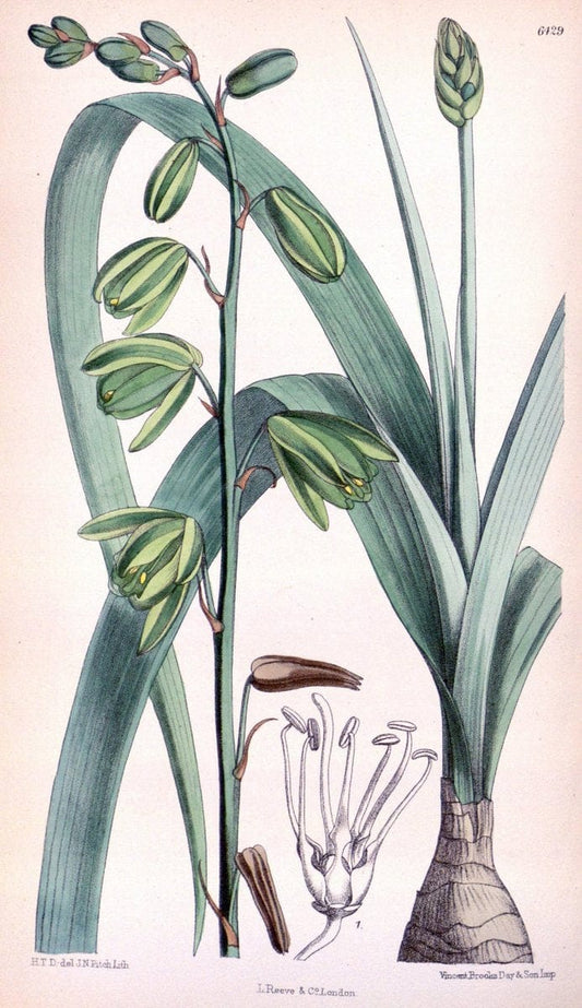 Curtis's botanical magazine. London ; New York [etc.] :Academic Press [etc.]. | "Botanical illustration" Botany Periodicals "Pictorial works" "Plants, Ornamental"  | Vintage Print Reproduction 456963