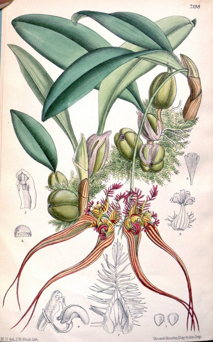 Curtis's botanical magazine. London ; New York [etc.] :Academic Press [etc.]. | "Botanical illustration" Botany Periodicals "Pictorial works" "Plants, Ornamental"  | Vintage Print Reproduction 456964