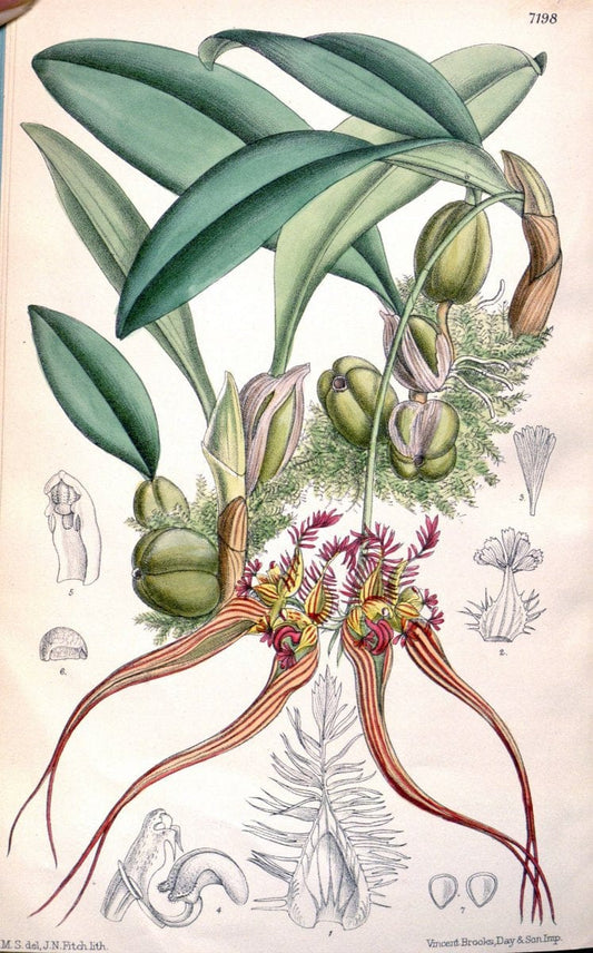 Curtis's botanical magazine. London ; New York [etc.] :Academic Press [etc.]. | "Botanical illustration" Botany Periodicals "Pictorial works" "Plants, Ornamental"  | Vintage Print Reproduction 456964