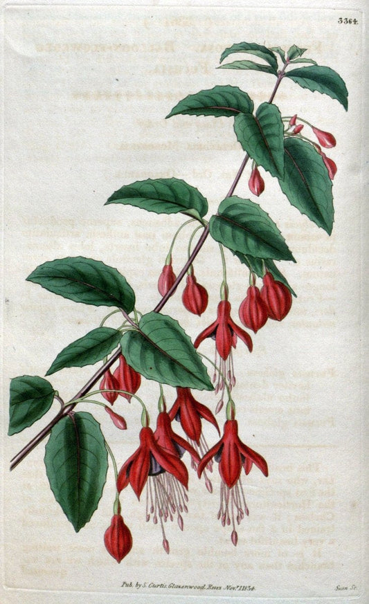 Curtis's botanical magazine..London ;New York [etc.] :Academic Press [etc.]. |  | Vintage Print Reproduction 456965