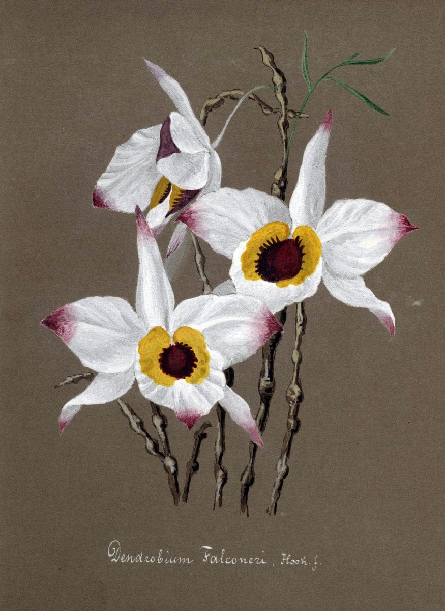 Collection d'orchideÃŒÂes.[S.l. :s.n.,18--]. | "Botanical illustration" Orchidaceae "Orchidaceae in art" "Pictorial works"  | Vintage Print Reproduction 456966