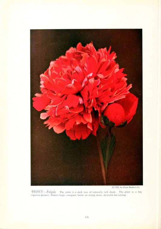 Chase fruit and flowers in natural colorsRochester, N.Y.,Chase brothers company[c1922] | Vintage Print Reproduction 456967