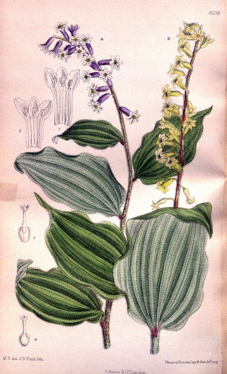 Curtis's botanical magazine. London ; New York [etc.] :Academic Press [etc.]. | "Botanical illustration" Botany Periodicals "Pictorial works" "Plants, Ornamental"  | Vintage Print Reproduction 456968