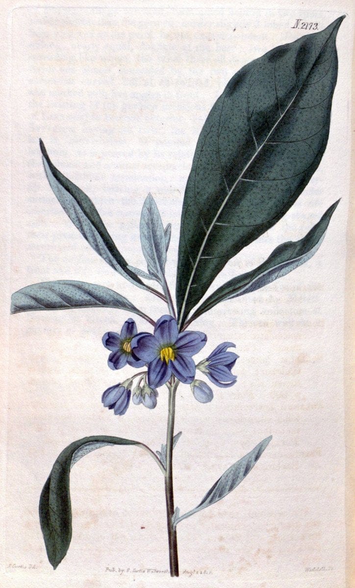 Curtis's botanical magazine. London ; New York [etc.] :Academic Press [etc.]. | "Botanical illustration" Botany Periodicals "Pictorial works" "Plants, Ornamental"  | Vintage Print Reproduction 456969