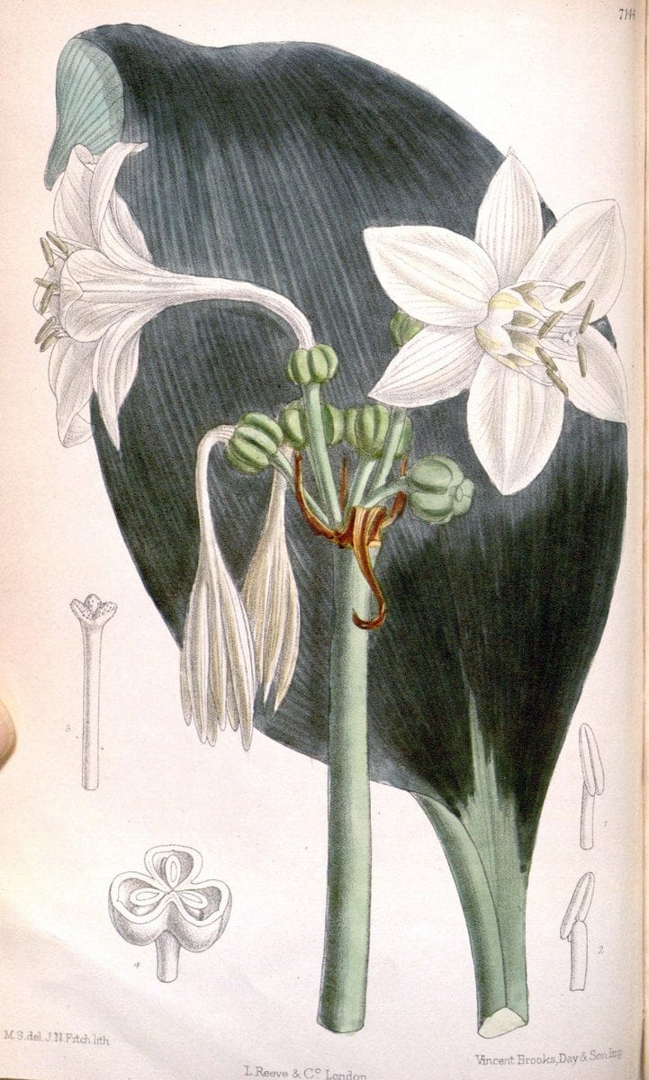 Curtis's botanical magazine. London ; New York [etc.] :Academic Press [etc.]. | "Botanical illustration" Botany Periodicals "Pictorial works" "Plants, Ornamental"  | Vintage Print Reproduction 456970