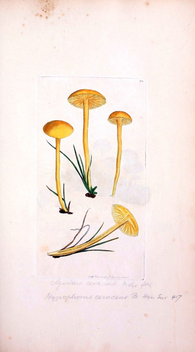 Coloured figures of English fungi or mushrooms. London,Printed by J. Davis,1797-[1809]. | England Mushrooms  | Vintage Print Reproduction 456971