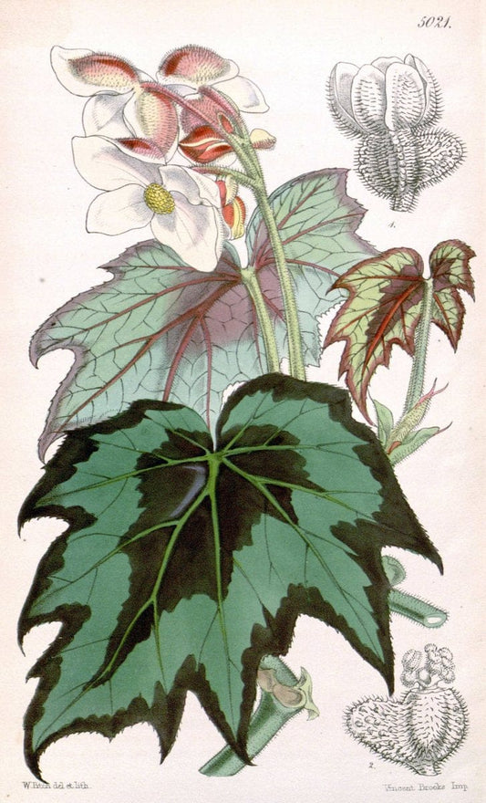 Curtis's botanical magazine. London ; New York [etc.] :Academic Press [etc.]. | "Botanical illustration" Botany Periodicals "Pictorial works" "Plants, Ornamental"  | Vintage Print Reproduction 456972