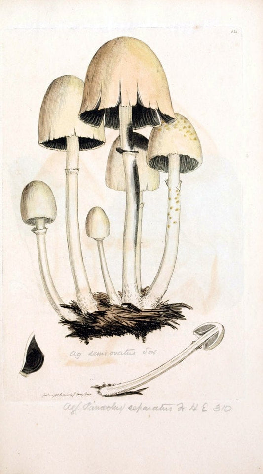 Coloured figures of English fungi or mushrooms. London,Printed by J. Davis,1797-[1809]. | England Mushrooms  | Vintage Print Reproduction 456973