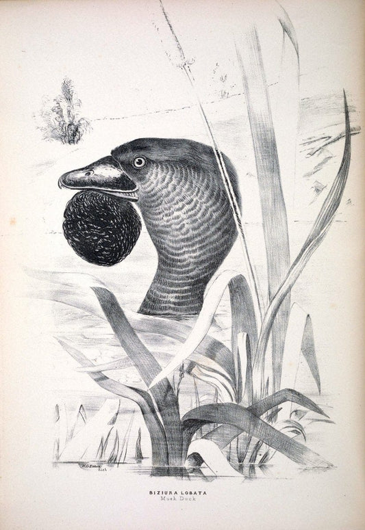 Companion to Gould's Handbook; or, Synopsis of the birds of Australia. Brisbane,Thorne & Greenwell,1877.  | Australia Birds | Vintage Print Reproduction 456975