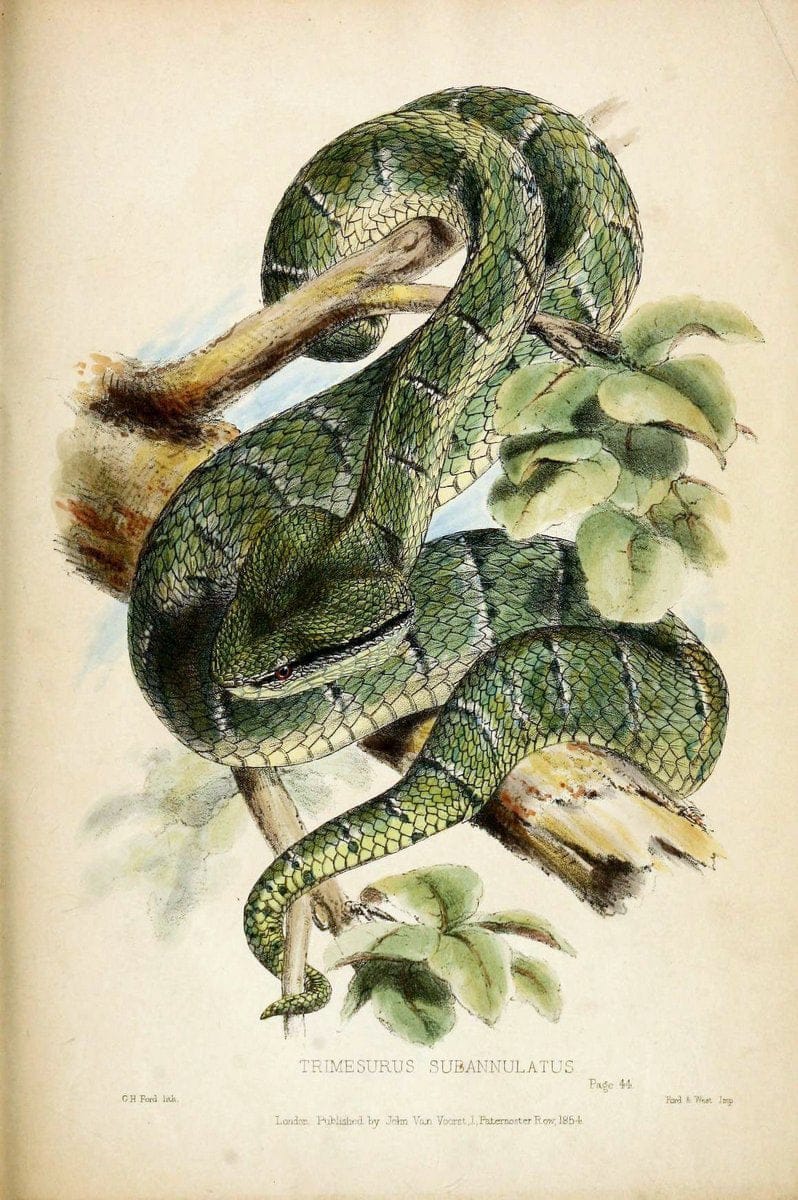 Contributions to the natural history of Labuan, and the adjacent coasts of BorneoLondon :J. Van Voorst,[1855] |  | Vintage Print Reproduction 456976