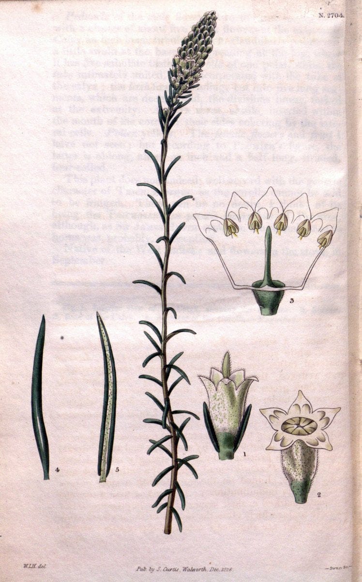 Curtis's botanical magazine. London ; New York [etc.] :Academic Press [etc.]. | "Botanical illustration" Botany Periodicals "Pictorial works" "Plants, Ornamental"  | Vintage Print Reproduction 456977