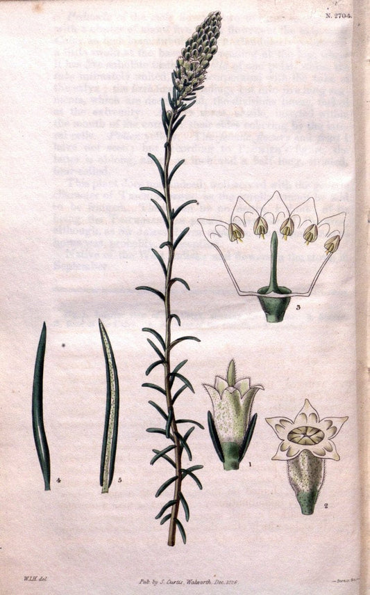 Curtis's botanical magazine. London ; New York [etc.] :Academic Press [etc.]. | "Botanical illustration" Botany Periodicals "Pictorial works" "Plants, Ornamental"  | Vintage Print Reproduction 456977