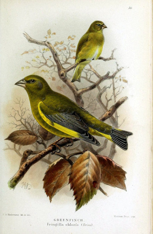 Coloured figures of the birds of the British Islands | "European Greenfinch" "taxonomy:binomial=Chloris chloris" Birds "Great Britain" ogy, | Vintage Print Reproduction 456978