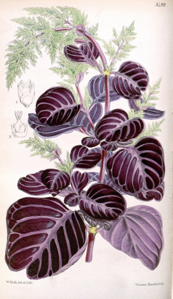 Curtis's botanical magazine..London ;New York [etc.] :Academic Press [etc.]. |  | Vintage Print Reproduction 456979