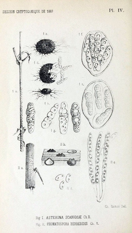 Bulletin de la SociÃ©tÃ© mycologique de France.Epinal :La SociÃ©tÃ©,1885-1903.  | France Fungi Mycology Periodicals | Vintage Print Reproduction 456980