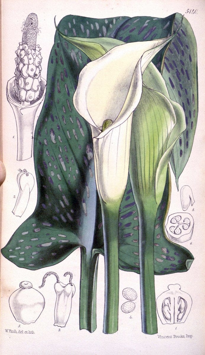 Curtis's botanical magazine. London ; New York [etc.] :Academic Press [etc.]. | "Botanical illustration" Botany Periodicals "Pictorial works" "Plants, Ornamental"  | Vintage Print Reproduction 456981