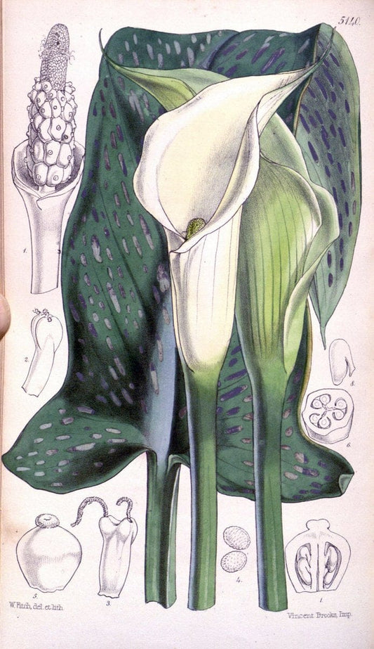 Curtis's botanical magazine. London ; New York [etc.] :Academic Press [etc.]. | "Botanical illustration" Botany Periodicals "Pictorial works" "Plants, Ornamental"  | Vintage Print Reproduction 456981