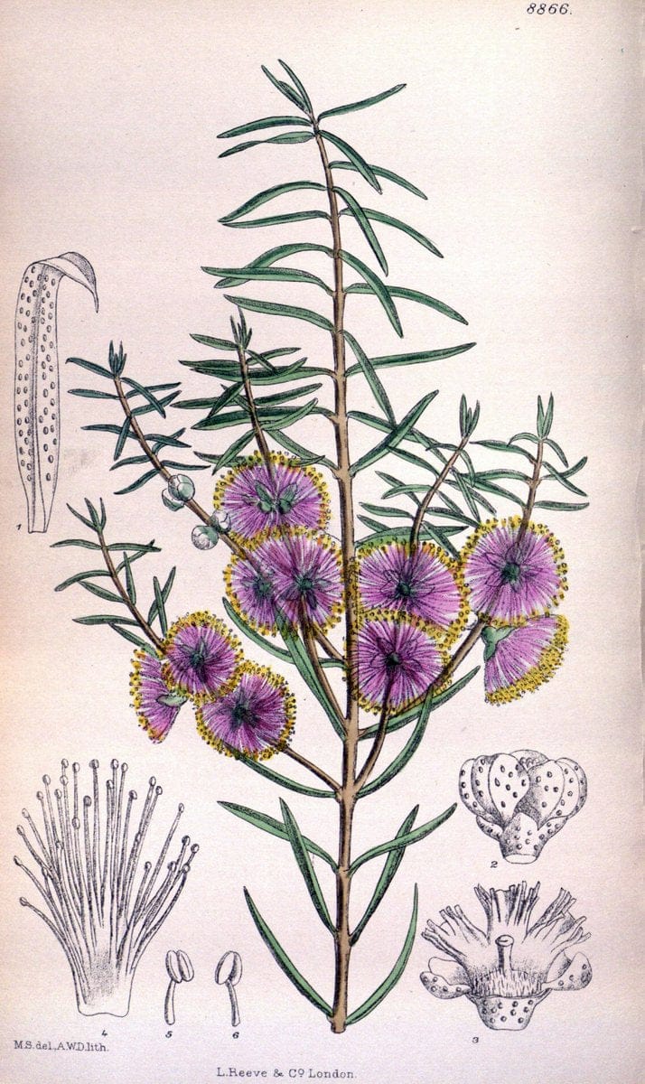 Curtis's botanical magazine. London ; New York [etc.] :Academic Press [etc.]. | "Botanical illustration" Botany Periodicals "Pictorial works" "Plants, Ornamental"  | Vintage Print Reproduction 456982