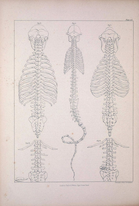 Comparative osteology:.London,Taylor and Walton,1847.  | Bones | Vintage Print Reproduction 456983