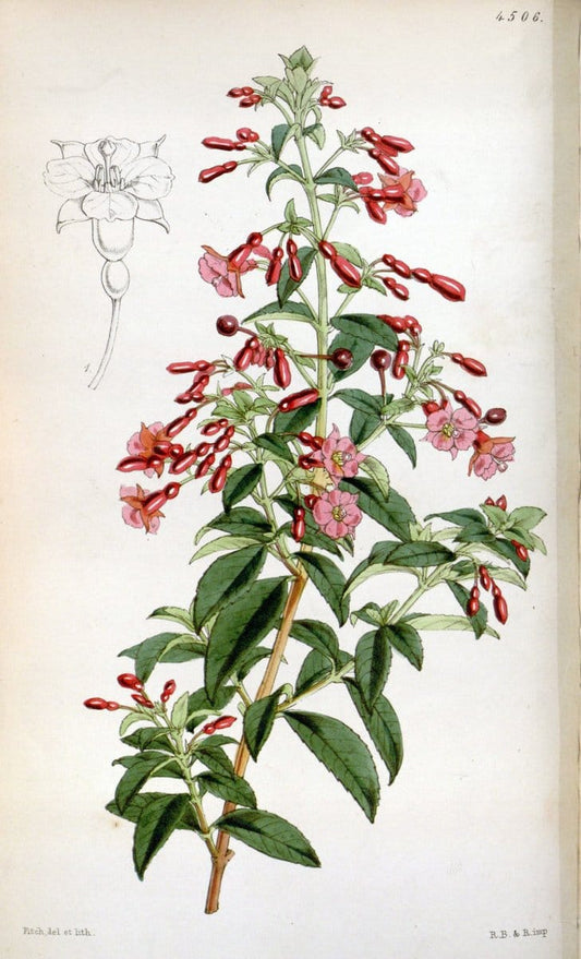 Curtis's botanical magazine. London ;New York [etc.] :Academic Press [etc.]. | Botany Periodicals "Pictorial works"  | Vintage Print Reproduction 456984
