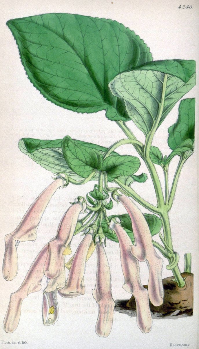 Curtis's botanical magazine. London ;New York [etc.] :Academic Press [etc.]. | Botany Periodicals "Pictorial works"  | Vintage Print Reproduction 456985