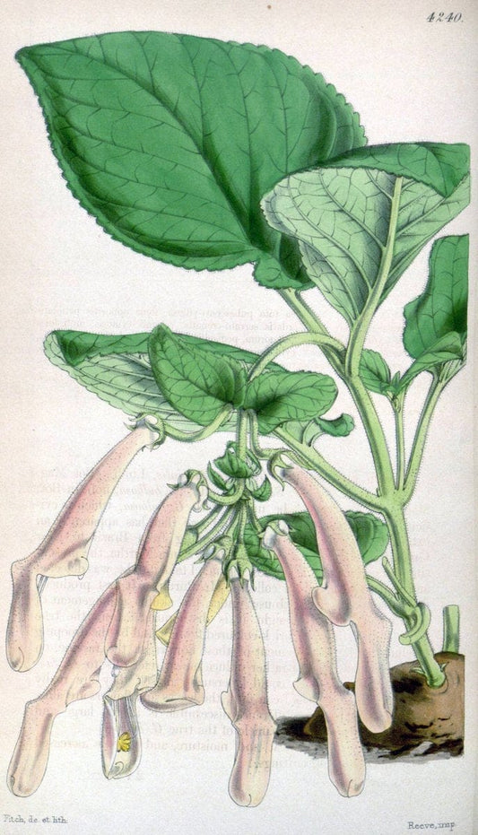 Curtis's botanical magazine. London ;New York [etc.] :Academic Press [etc.]. | Botany Periodicals "Pictorial works"  | Vintage Print Reproduction 456985